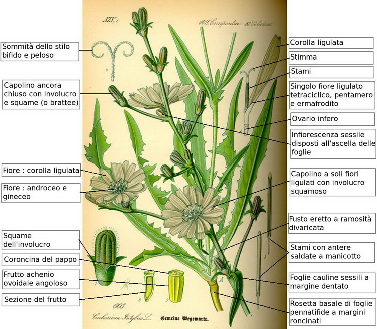 Cichorium intybus - Cicoria o Radicchio selvatico